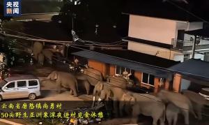 50头大象闯入云南一村庄 罕见象群引发关注