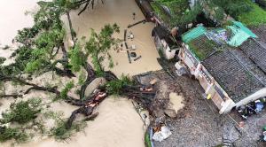 福建5A景区600年古榕树暴雨中倒伏 抢救工作紧张进行