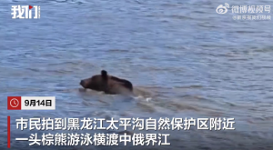 实拍一头棕熊横渡中俄界江 当地保护区回应：常有的事