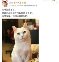 papi酱的猫“大咪”去世 温柔告别引发泪目