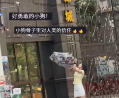 狗狗被困房顶勇敢一跃被稳稳接住 网友：愿每一个生命，都能被温柔善待！