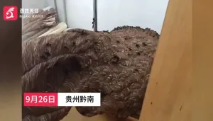 一空置房阳台惊现巨型马蜂窝 长超一米形似陀螺