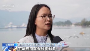 “先头部队”抵达滇池 科学守护候鸟“老朋友”