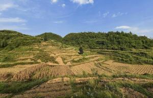 “红军药”变身“金疙瘩” 小红薯助力乡村振兴