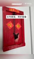 佛光寺小狗门上刨洞被做成文创爆火 盼一个属于自己的出头之日