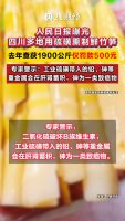 人民日报曝光四川多地用硫磺熏制鲜竹笋 违规产业链浮出水面