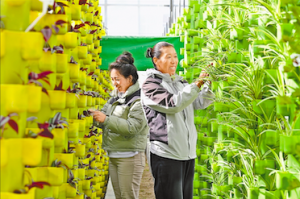 从传统到智慧：西藏农牧业的科技“破冰”之路