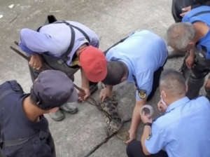 上海黄浦江畔的鳄鱼抓到了 警方连续6天地毯式搜寻