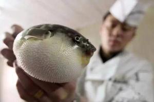 浙江报告2起食源性聚集疫情，三人吃河豚中毒两例重症
