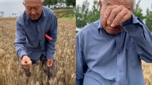 连续降雨后，河南79岁老农手捧发芽小麦抹泪，预减产三分之一