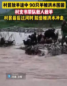 村支书带队雨中救人救羊 当时徐随根和90多只羊已被洪水围困在河道中央