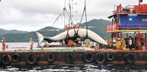 香港海域发现一鲸鱼尸体 署方与海洋公园保育基金已安排打捞鲸鱼尸体