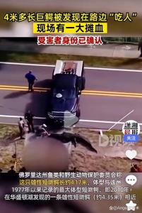 美佛州鳄鱼袭击路人 现场有一大滩血 受害者身份已确认