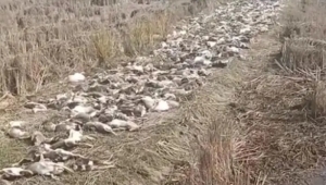 近4000只鸭子在稻田集体死亡损失十几万，惨不忍睹！