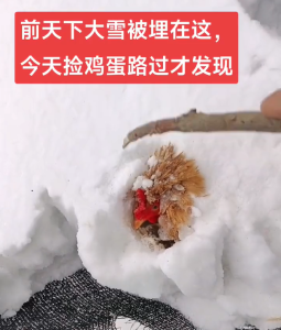 主人捡鸡蛋发现鸡被雪埋3天还活着 网友：知道为什么冬天要穿羽绒服了吧