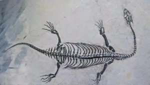 贵州发现完整恐龙化石 生前体长5米左右脖子特别长
