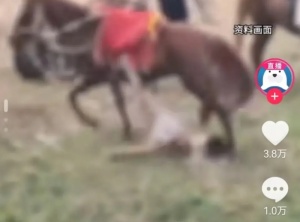 男孩骑马被拖行后身亡 涉事马主被抓刑事拘留