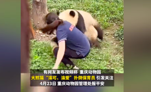 重庆动物园就熊猫渝可渝爱扑倒保育员报平安人熊均安 网友热议不一