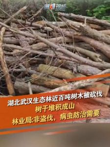 林业局回应生态林大批树木被砍伐 病木清理行动引关注