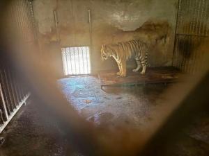 安徽阜阳野生动物园20只东北虎死亡 人祸酿下悲剧