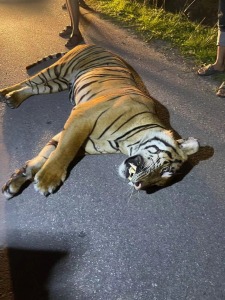 马来西亚一男子开车撞死老虎 确认为马来亚虎