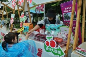 北京西集镇近万亩大樱桃进入采摘期 品味甜蜜，迎接盛夏果香