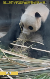 发现一只偷感很重的大熊猫！