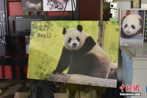 华盛顿国家动物园将迎来两只大熊猫 美中合作保护成果展示
