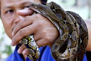 印尼一妇女被身长5米的蟒蛇吞吃 村民惊骇剖蛇寻人