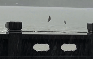 连日阴雨，西湖景区又见“鱼跃龙门”！所以到底是什么鱼？