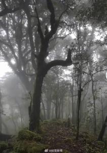 徐霞客曾在哀牢山迷路 古老山脉再引热议