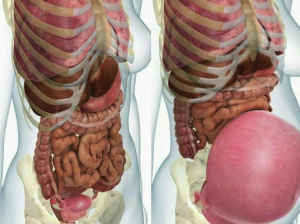 原来怀孕时脏器会被挤变形
