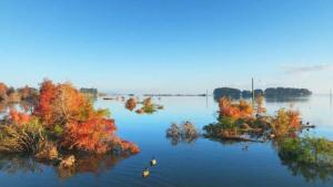 近萬只候鳥抵達(dá)濕地公園越冬 生態(tài)畫卷躍然眼前