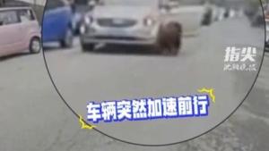 女司機(jī)溜車時下車被帶倒 險些卷入車底