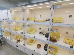 困在“猫贷”中的年轻人 免费领养背后的陷阱