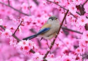 春日氛圍感花鳥圖限時上線 生機盎然美景呈現(xiàn)