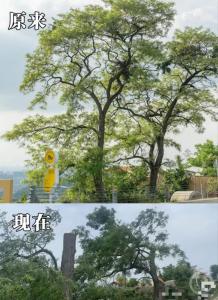 成都龍泉山網(wǎng)紅樹被砍成禿頭 安全隱患引爭議