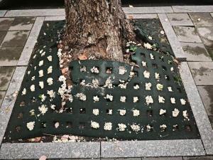 綠化帶蘑菇瘋長 當(dāng)心蘑界殺手有劇毒 雨后密集出現(xiàn)