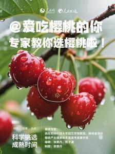 手把手教你如何選櫻桃 櫻桃季挑選指南
