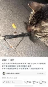被射穿臉的貍花貓獲救了 堅強生存引發(fā)關(guān)注
