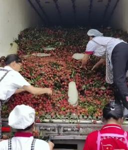 湖南一學(xué)校買1萬多公斤荔枝給師生 甜蜜分享溫暖校園
