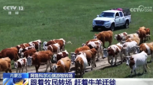 牧民轉場給牛媽媽戴上了智能項圈 全程超過40公里的轉場之路順利嗎,？