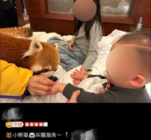 酒店叫早小熊貓已轉回集中飼養(yǎng)區(qū) 服務引發(fā)爭議