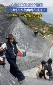 女生打卡拍照 牦牛突然出現(xiàn)在棧道上,，網(wǎng)友：一定要注意安全,！