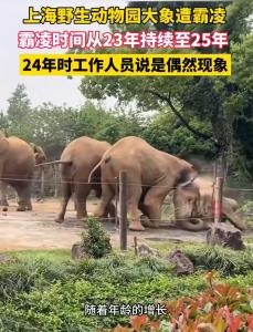 上海野生動物園回應大象被霸凌 母象健康狀況正常
