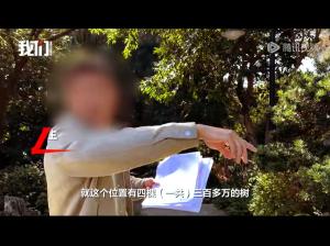 公園被舉報采購天價樹每棵近80萬 天價樹引爭議