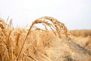 小麥“漲猛”了,！“連漲不斷”要沖更高？ 漲價動力仍待積累