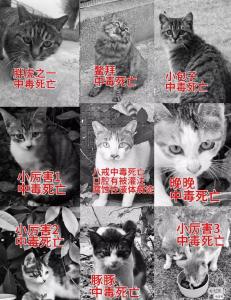 虐貓犯成功上岸事業(yè)編,？人社局回應(yīng)：若是將不予錄用,，網(wǎng)友熱議