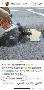 武漢太熱了鴿子都中暑了 實(shí)為赤腹鷹中暑