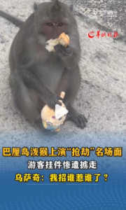 巴厘島潑猴上演“搶劫”名場面 游客背包烏薩奇掛件被猴子搶走
